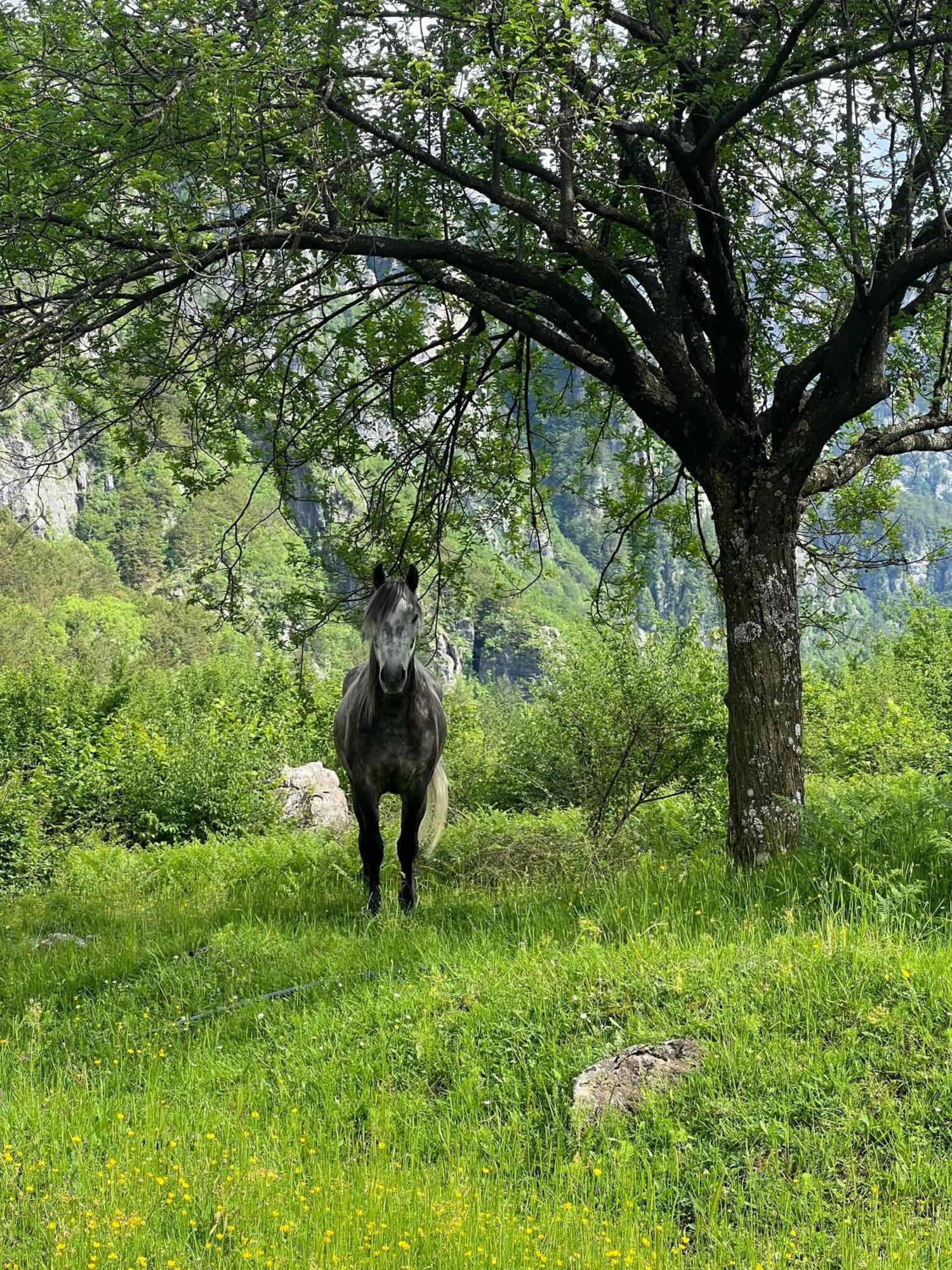 Bujtina Ziçi Otel Theth Dış mekan fotoğraf