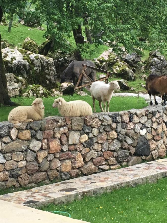 Bujtina Ziçi Otel Theth Dış mekan fotoğraf